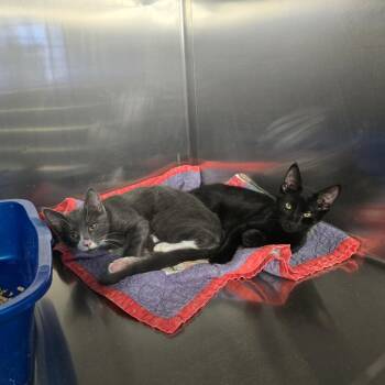 Domestic Short Hair Cats Available for Adoption in Spokane, Washington - Herringbone | PetCurious