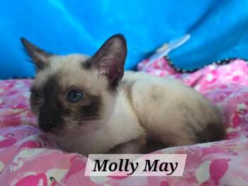 Molly May -  Siamese Cat for Adoption in New Braunfels, Texas - Molly May | PetCurious