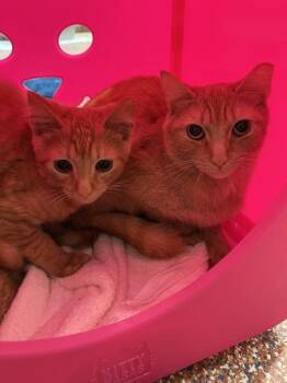 Saffron -  Domestic Short Hair Cat for Adoption in Stratham, New Hampshire - Saffron | PetCurious