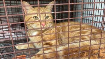 Domestic Short Hair Cats Available for Adoption in Houston, Texas - A654584 | PetCurious