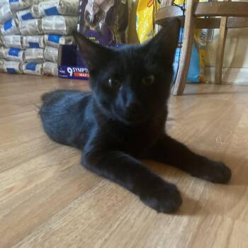 Neube -  Domestic Medium Hair Cat for Adoption in Lakewood, California - Neube | PetCurious