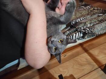 Rescue Domestic Short Hair Cats for Adoption in Mount Pleasant, Texas - B.B | PetCurious