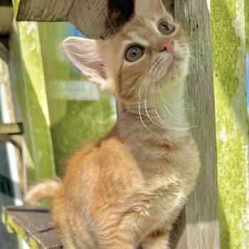Domestic Short Hair and Tabby Cats Available for Adoption - Souffle | PetCurious