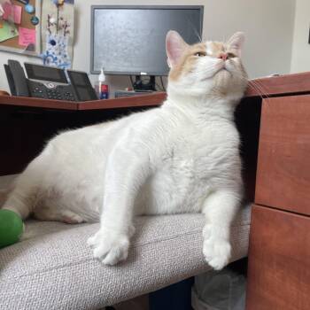 Domestic Short Hair Cats Available for Adoption in Warwick, Rhode Island - Lucky | PetCurious