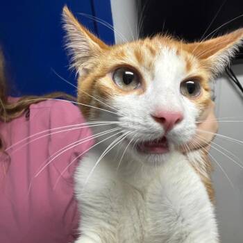 Rocket -  Domestic Short Hair Cat Available for Adoption in Wahiawa, Hawaii - Rocket | PetCurious