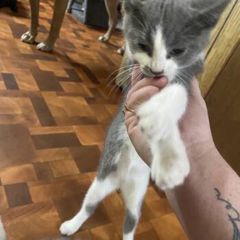 Tank -  Domestic Short Hair Cat for Adoption in Bismarck, North Dakota - Tank | PetCurious