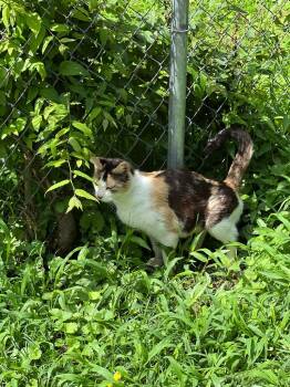 Jett -  Domestic Short Hair Cat for Adoption in Little Rock, Arkansas - Jett | PetCurious