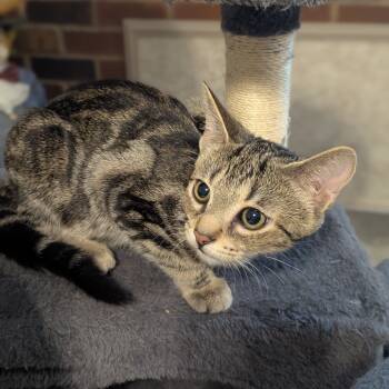 Rescue Domestic Short Hair Cats for Adoption in Ashland, Virginia - Annie | PetCurious