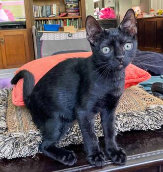 Cole -  Domestic Short Hair Cat for Adoption in Pompano Beach, Florida - Cole | PetCurious