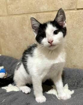 Rescue Domestic Short Hair Cats for Adoption in Irondequoit, New York - Daisy | PetCurious
