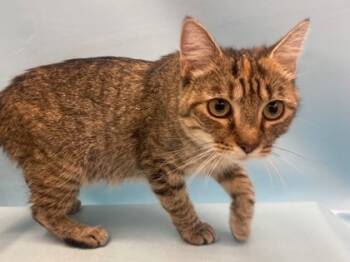 Rescue Domestic Short Hair Cats for Adoption in Golden Valley, Minnesota - Muffin | PetCurious