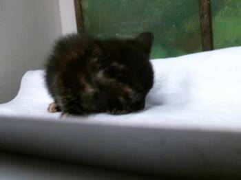SPARKLE MOTION -  Domestic Short Hair Cat for Adoption in Houston, Texas - SPARKLE MOTION | PetCurious
