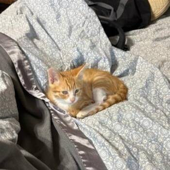 Hobbs -  Domestic Short Hair Cat for Adoption in Columbia, Missouri - Hobbs | PetCurious