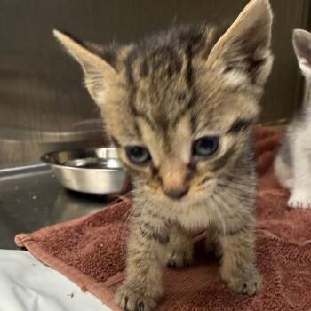 Kirkland (Light blue collar) -  Domestic Short Hair Cat for Adoption in Winston-salem, North Carolina - Kirkland (Light Blue Collar) | PetCurious