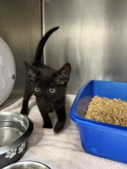 SALEM -  Domestic Short Hair Cat for Adoption - SALEM | PetCurious