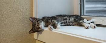 ALEX -  Domestic Short Hair Cat for Adoption in Aurora, Colorado - ALEX | PetCurious