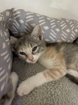 Haribo -  Domestic Short Hair Cat for Adoption in Youngtown, Arizona - Haribo | PetCurious