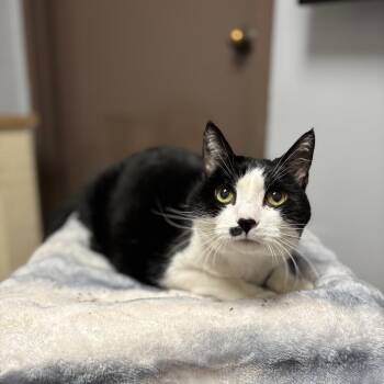 Domestic Short Hair Cats Available for Adoption in Fargo, North Dakota - Cynthia | PetCurious