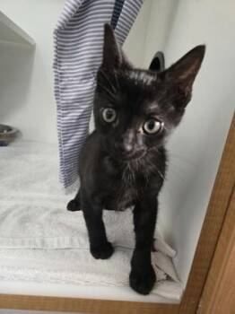 Reuben -  Domestic Short Hair Cat for Adoption in Savannah, Georgia - Reuben | PetCurious