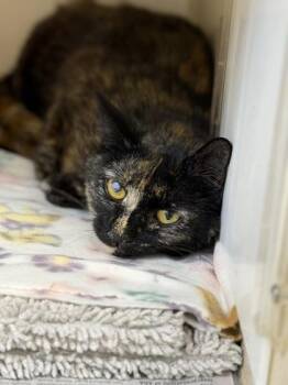 Domestic Short Hair Cats Available for Adoption in King William, Virginia - Gnocchi | PetCurious