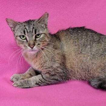 Domestic Short Hair Cats Available for Adoption in Valdosta, Georgia - Cinnamon | PetCurious