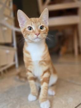 CRUMBLES -  Domestic Short Hair Cat for Adoption in Sacramento, California - CRUMBLES | PetCurious