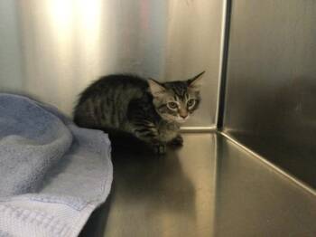 A1906493 -  Domestic Medium Hair Cat for Adoption in Thousand Palms, California - A1906493 | PetCurious
