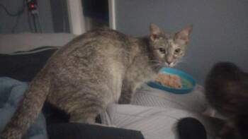 Charlie -  Tabby and Domestic Short Hair Cat Available for Adoption in Omaha, Nebraska - Charlie | PetCurious