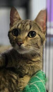 Orange -  Domestic Short Hair Cat for Adoption in Saginaw, Michigan - Orange | PetCurious