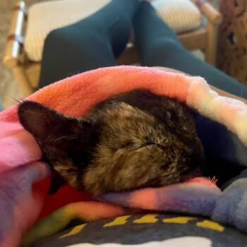 Florence -  Domestic Short Hair Cat for Adoption in Santa Rosa, California - Florence | PetCurious