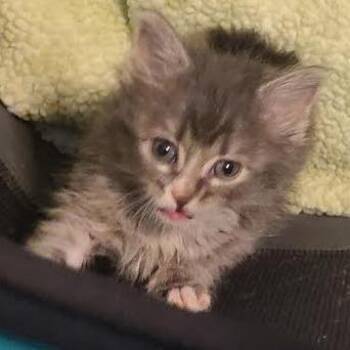 Sears Roebuck -  Domestic Short Hair Cat for Adoption in Eureka Springs, Arkansas - Sears Roebuck | PetCurious