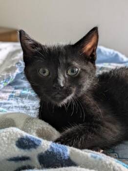 Zeus -  Domestic Short Hair Cat for Adoption - Zeus | PetCurious