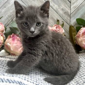 York -  Domestic Short Hair Cat for Adoption in Mt. Juliet, Tennessee - York | PetCurious