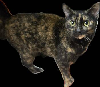 Pheobe -  Domestic Short Hair Cat Available for Adoption in Milton, Georgia - Pheobe | PetCurious
