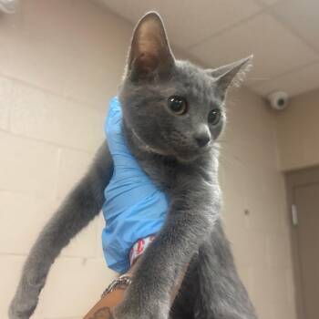 Moss -  Domestic Short Hair Cat for Adoption in Birmingham, Alabama - Moss | PetCurious