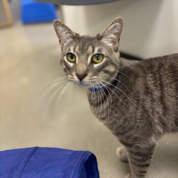 Domestic Short Hair Cats Available for Adoption in Auburn, Alabama - Tobias | PetCurious