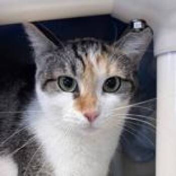 Domestic Short Hair Cats Available for Adoption in Lansing, Michigan - Hera | PetCurious