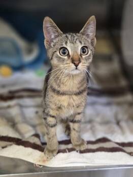 Basilio -  Domestic Short Hair Cat for Adoption in Westland, Michigan - Basilio | PetCurious