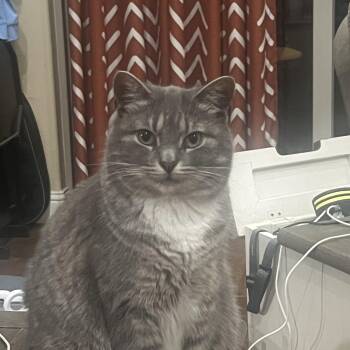 Rescue American Shorthair Cats for Adoption in Springtown, Texas - Mavis | PetCurious