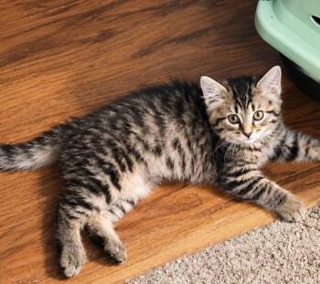 Vera -  Domestic Medium Hair Cat for Adoption in Maineville, Ohio - Vera | PetCurious