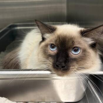 Ragdoll and Domestic Short Hair Cats Available for Adoption - GORGONZOLA | PetCurious