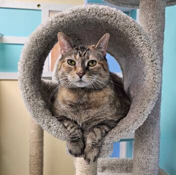 Domestic Short Hair Cats Available for Adoption in Norwalk, Connecticut - Sage | PetCurious
