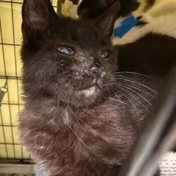 Tiko -  Domestic Medium Hair and Domestic Short Hair Cat Available for Adoption in Milton, Florida - Tiko | PetCurious
