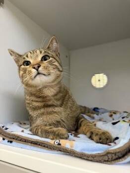 Aang -  Domestic Short Hair Cat for Adoption in Traverse City, Michigan - Aang | PetCurious