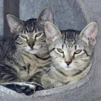 Clarice and Chicken Nugget -  Domestic Short Hair Cat for Adoption in Fort Worth, Texas - Clarice And Chicken Nugget | PetCurious