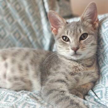 Strudel -  Domestic Short Hair Cat for Adoption in Buffalo, New York - Strudel | PetCurious