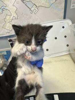 Domestic Short Hair Cats Available for Adoption in San Jose, California - LIZ | PetCurious
