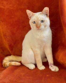 Fat Bob -  Domestic Short Hair Cat for Adoption in Milton, Delaware - Fat Bob | PetCurious