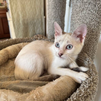 Rescue Siamese and Snowshoe Cats for Adoption in Agoura Hills, California - Candy | PetCurious