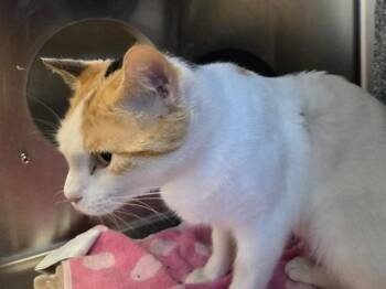WHEATIES -  Domestic Short Hair Cat for Adoption in Martinez, California - WHEATIES | PetCurious